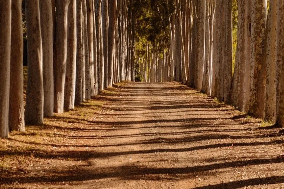 Alameda arborizada na área da Fazenda Santa Helena