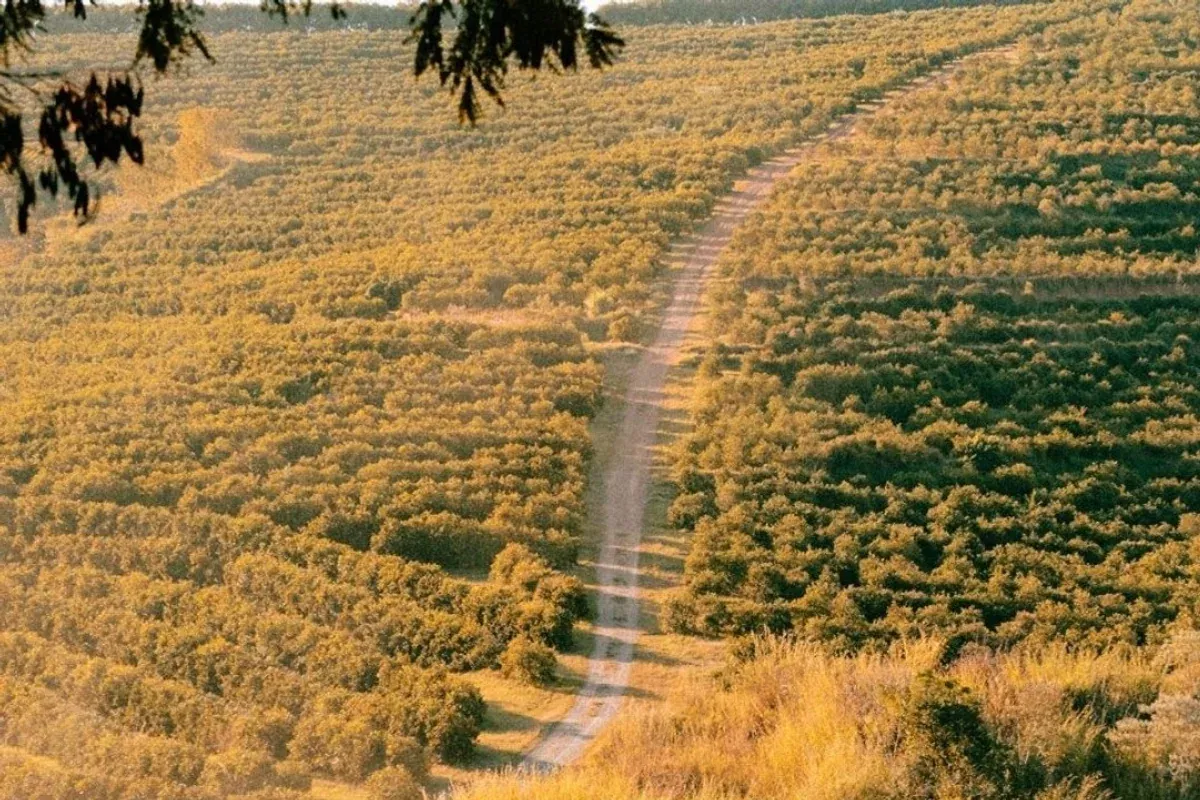 Caminho entre plantações na antiga fazenda de laranjas em Bragança Paulista