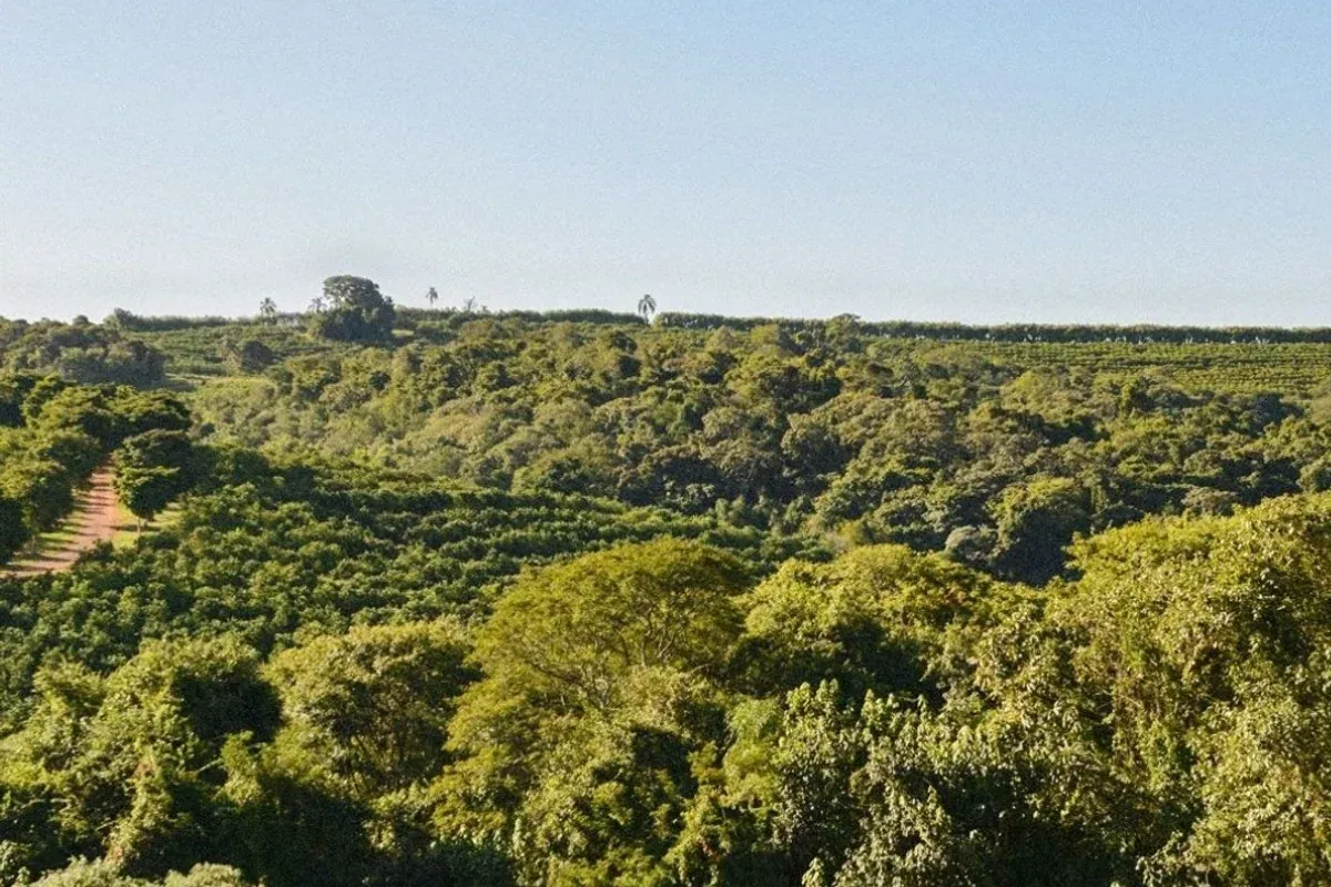 Vegetação na área da Fazenda Santa Helena