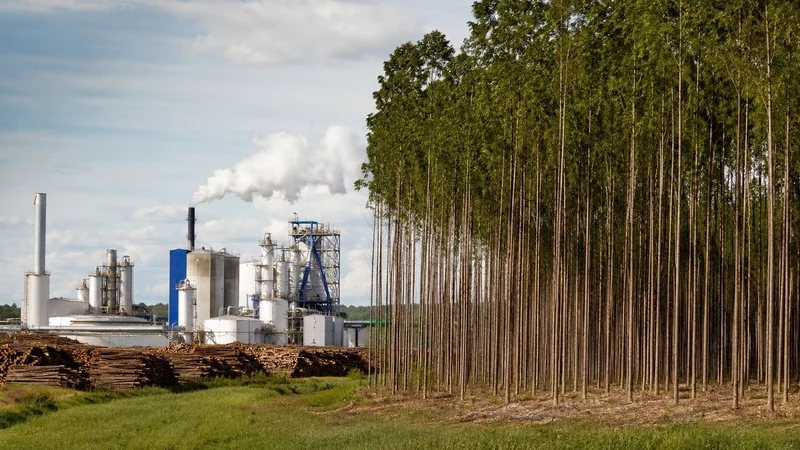 Floresta de eucalipto da Suzano, base da produção de celulose